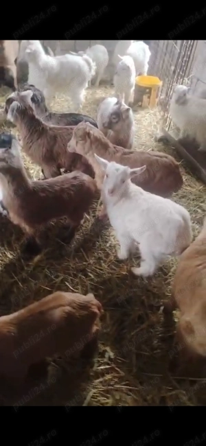 Iezi si iedute in smirna