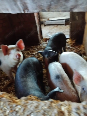 Vând purcei  - imagine 3