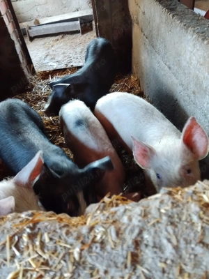 Vând purcei  - imagine 4