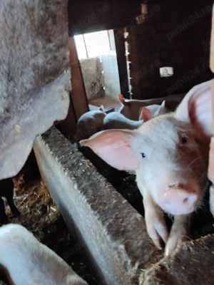 Vând purcei  - imagine 5