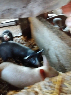 Vând purcei  - imagine 2