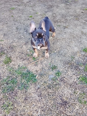 Vând pui buldog francez 4 luni