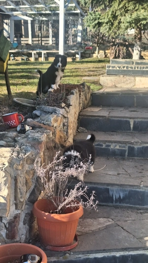 Vând  pui border collie - imagine 2