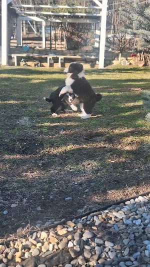 Vând  pui border collie - imagine 3