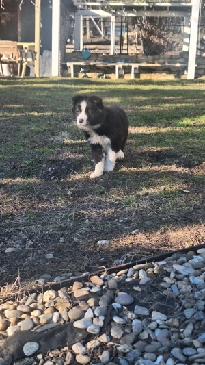 Vând  pui border collie