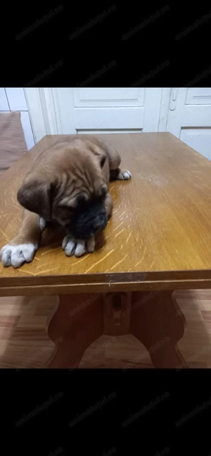 Pui Cane Corso  - imagine 2