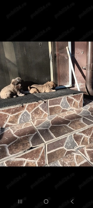 cătei bischoni - imagine 2