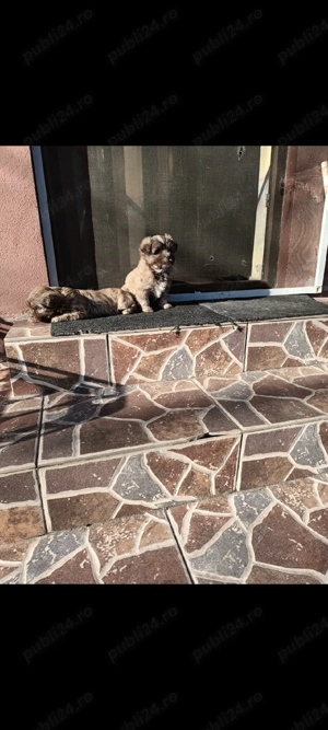 cătei bischoni - imagine 3