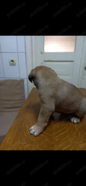 Pui Cane corso - imagine 3