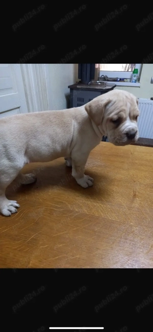 Pui Cane corso - imagine 4