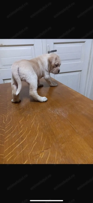 Pui Cane Corso  - imagine 4