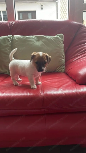  Jack Russell  - imagine 5