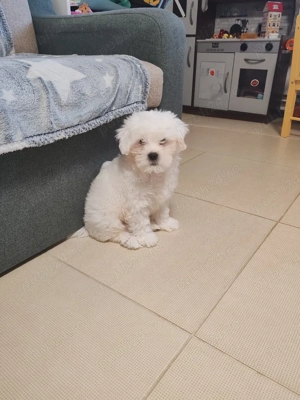 Bichon maltez 