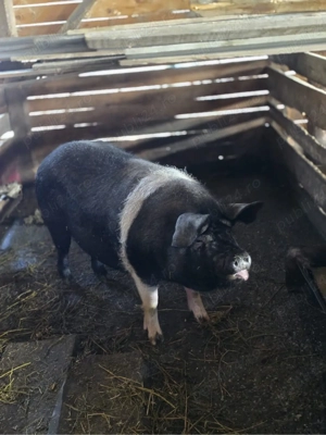 scroafa gestanta - imagine 2