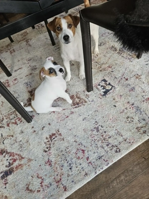 Jack Russell cu pofta de joaca si doritori de afectiune - imagine 4