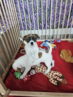 Jack Russell cu pofta de joaca si doritori de afectiune - imagine 5