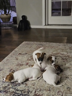  Jack Russell  - imagine 3