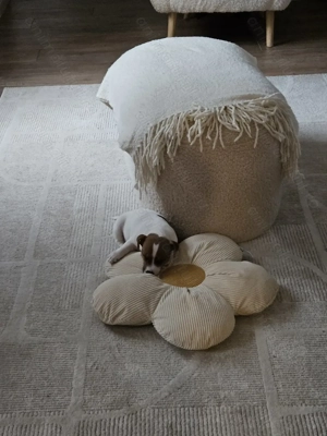  Jack Russell  - imagine 4