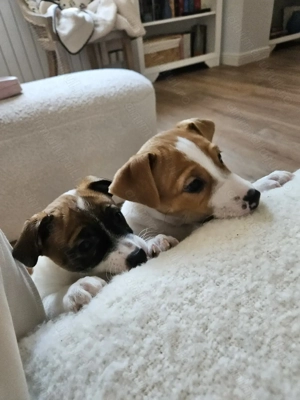  Jack Russell  - imagine 2