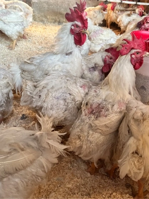 Cocoși și găini pentru sacrificat - imagine 3