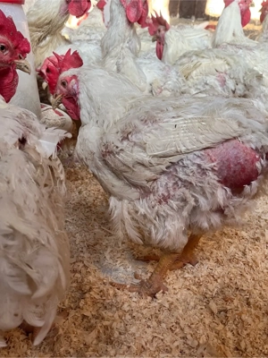 Cocoși și găini pentru sacrificat - imagine 2