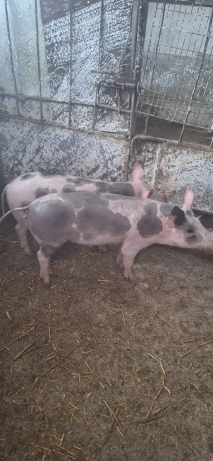 Se vinde doi suldani petrani 1 mascul si o femela - imagine 2