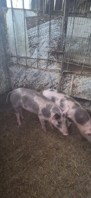 Se vinde doi suldani petrani 1 mascul si o femela - imagine 3