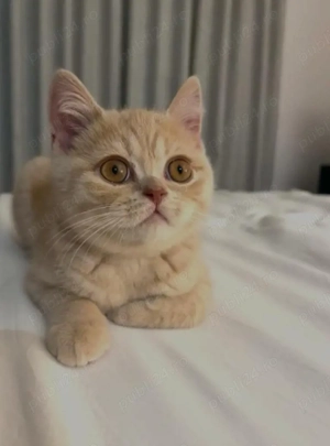 british shorthair 