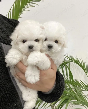 Bichon Maltez Mini Toy 