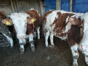 Vândi viței - imagine 2