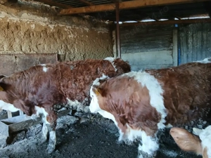 Vândi viței - imagine 3