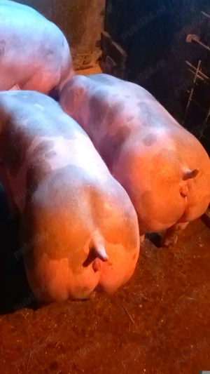 De vânzare 2 scrofite pietrain belgian pur  - imagine 2
