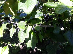 Sirop din coacaze negre