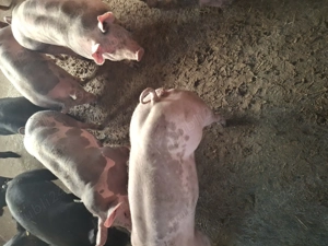 Scrofite pt prasala.. - imagine 5