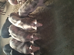 Scrofite pt prasala.. - imagine 2