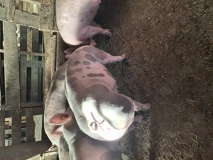 Scrofite pt prasala.. - imagine 3