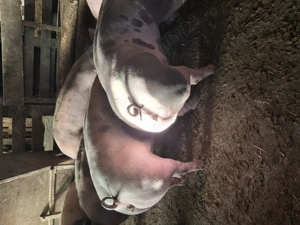 Scrofite pt prasala.. - imagine 4