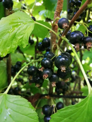 Vin din coacaze negre