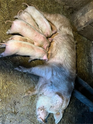 vand scroafa cu purcei  - imagine 5