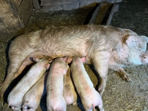 vand scroafa cu purcei  - imagine 2