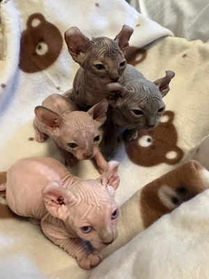 puiuti sphynx elf - imagine 2