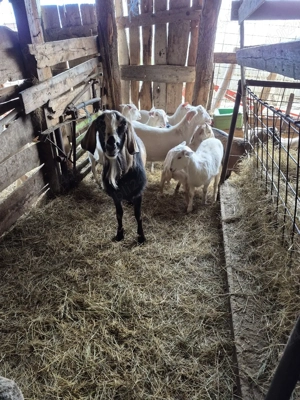 vând tap anglo nubian - imagine 3