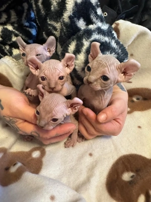 puiuti sphynx elf - imagine 5