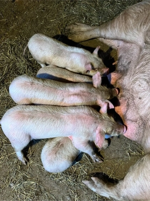 vand scroafa cu purcei  - imagine 4