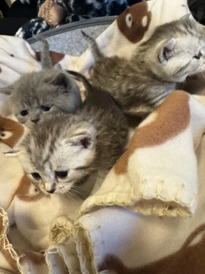 british silver toddy&chinchila - imagine 2