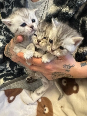 british silver toddy&chinchila - imagine 4