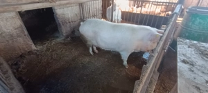 Vand scroafa 200kg - imagine 3