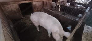 Vand scroafa 200kg - imagine 4