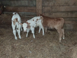 Vand 3 vitei frumosi