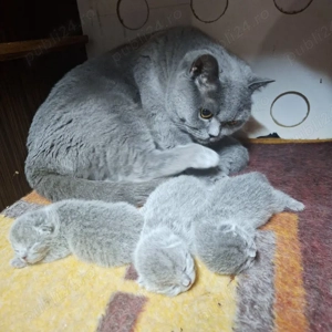 pui de pisica British Bluie Sorthair